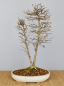 Preview: Bonsai Outdoor, Dreispitzahorn (Acer buergerianum)